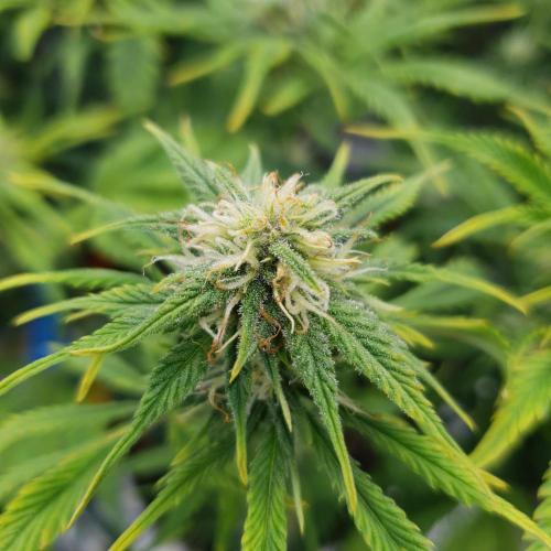 Tropicana Cookies Auto #1. Week 8 - Day 55