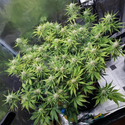 Tropicana Cookies Auto #1. Week 9 - Day 64