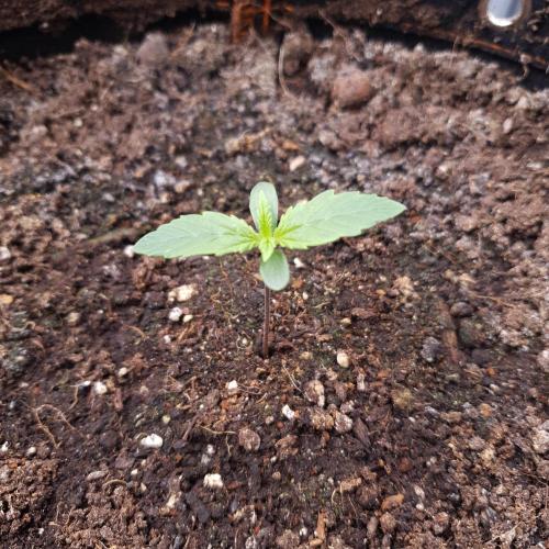Blueberry Auto #2. Week 1 - Day 5