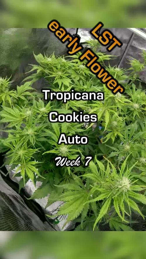 Tropicana Cookies Auto #1