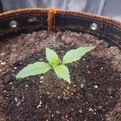 Blueberry Auto #2. Week 2 - Day 8