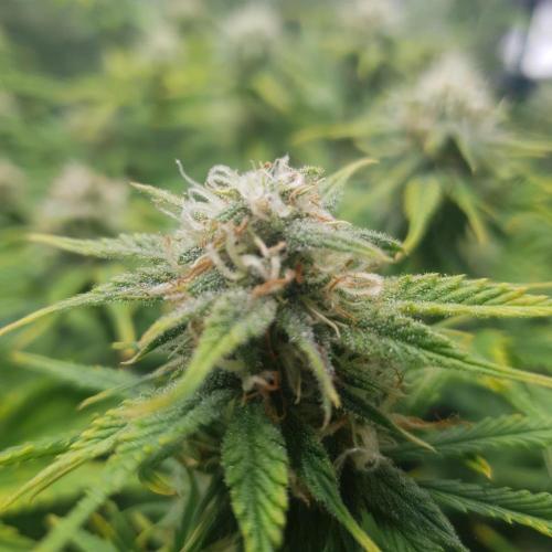 Tropicana Cookies Auto #1. Week 9 - Day 60