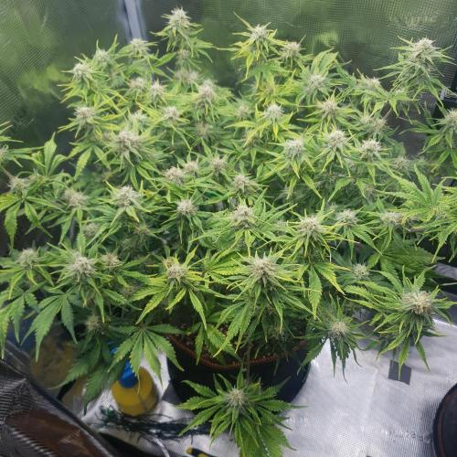 Tropicana Cookies Auto #1. Week 9 - Day 60