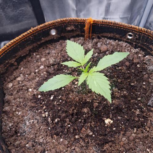 Blueberry Auto #2. Week 2 - Day 10