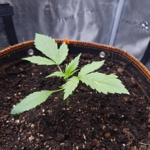 Blueberry Auto #2. Week 2 - Day 12