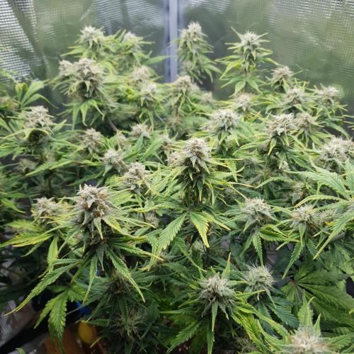 Tropicana Cookies Auto #1. Week 10 - Day 64