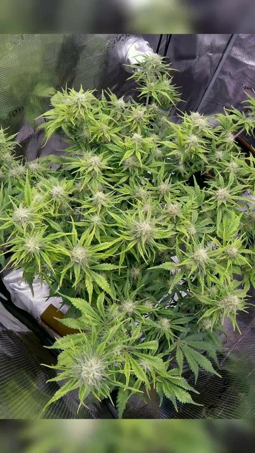 Tropicana Cookies Auto #1