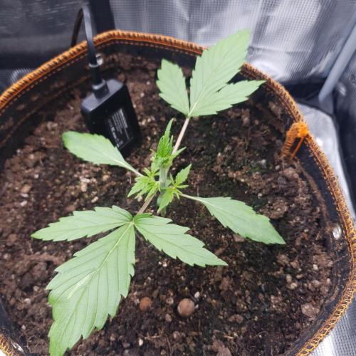 Blueberry Auto #2. Week 2 - Day 13