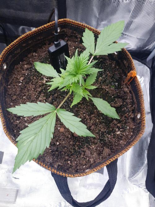 Blueberry Auto #2. Week 3 - Day 16