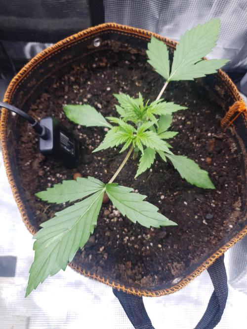 Blueberry Auto #2. Week 3 - Day 16