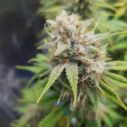 Tropicana Cookies Auto #1. Week 10 - Day 70
