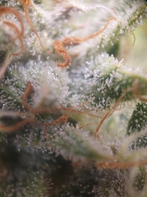 Tropicana Cookies Auto #1. Week 10 - Day 70
