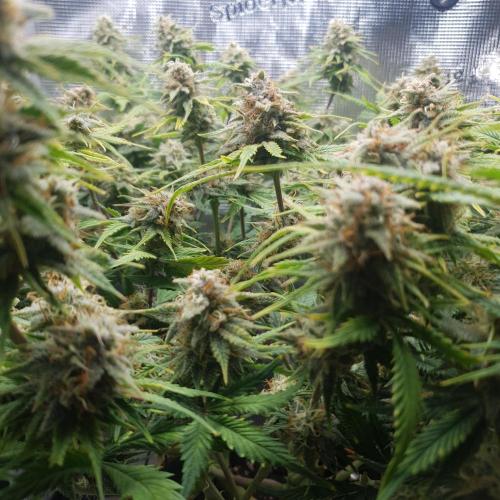 Tropicana Cookies Auto #1. Week 11 - Day 71