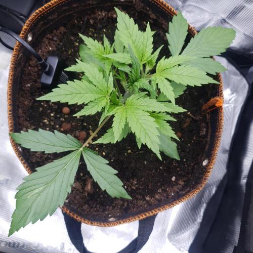Blueberry Auto #2. Week 3 - Day 18