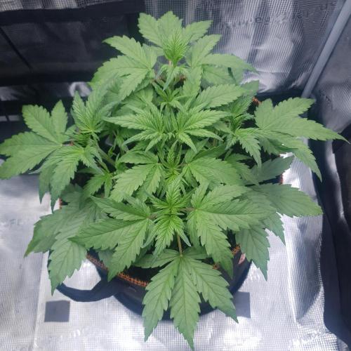 Blueberry Auto #2. Week 4 - Day 24