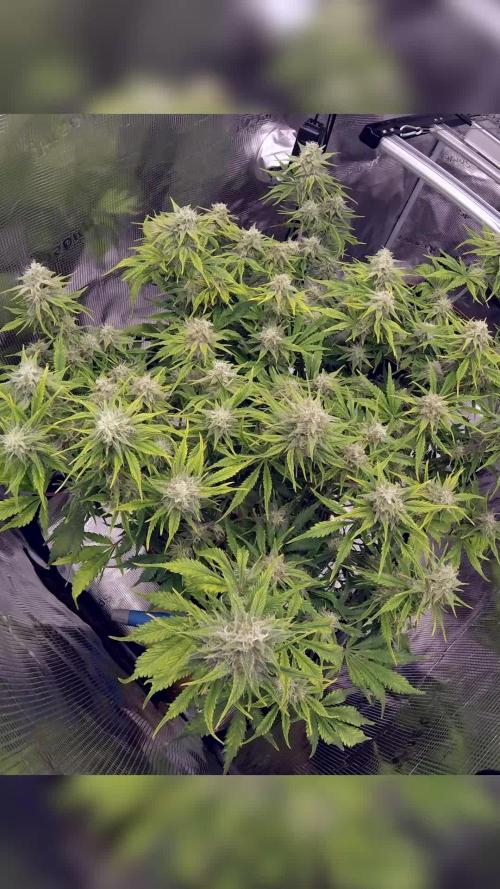 Tropicana Cookies Auto #1