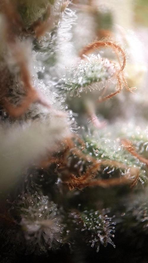 Tropicana Cookies Auto #1. Week 11 - Day 77