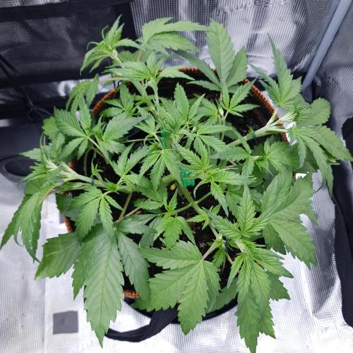 Blueberry Auto #2. Week 4 - Day 25