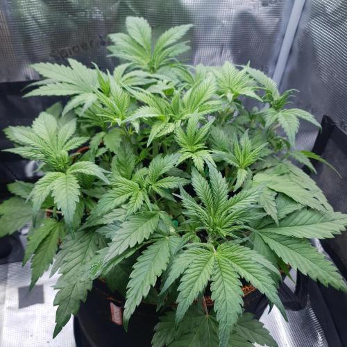 Blueberry Auto #2. Week 5 - Day 29