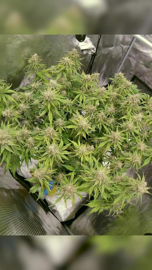 Tropicana Cookies Auto #1