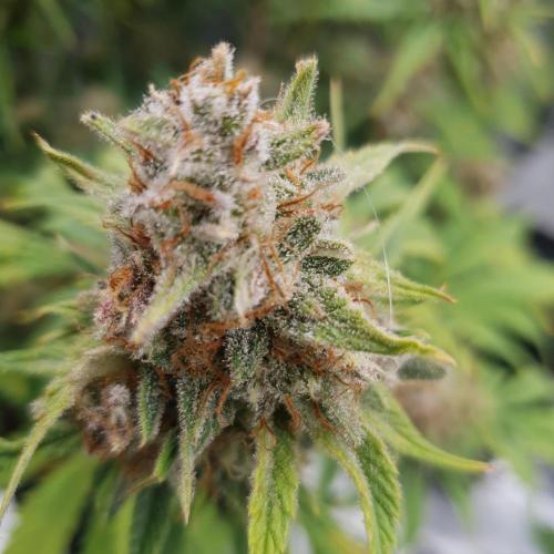 Tropicana Cookies Auto #1. Week 12 - Day 81