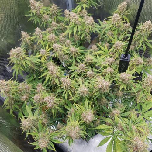 Tropicana Cookies Auto #1. Week 12 - Day 81