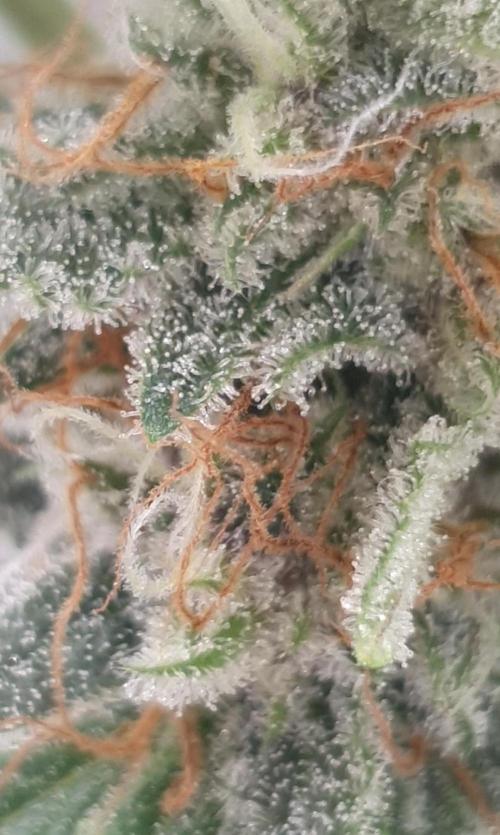 Tropicana Cookies Auto. Week 12