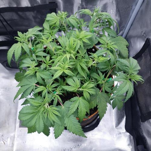 Blueberry Auto #2. Week 5 - Day 31