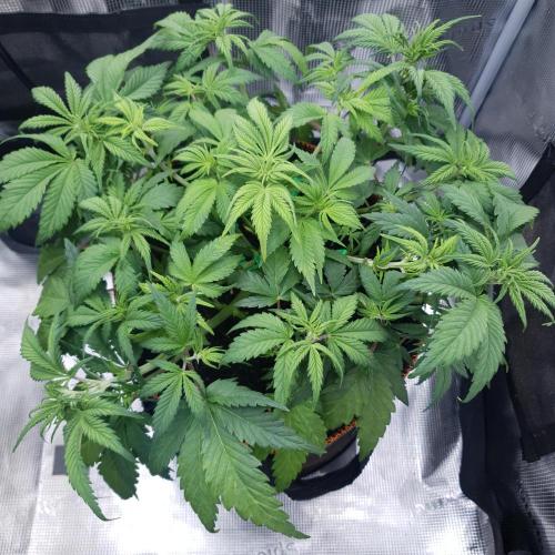 Blueberry Auto #2. Week 5 - Day 33