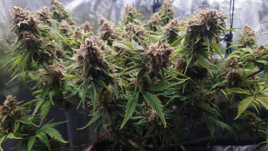 Tropicana Cookies Auto #1