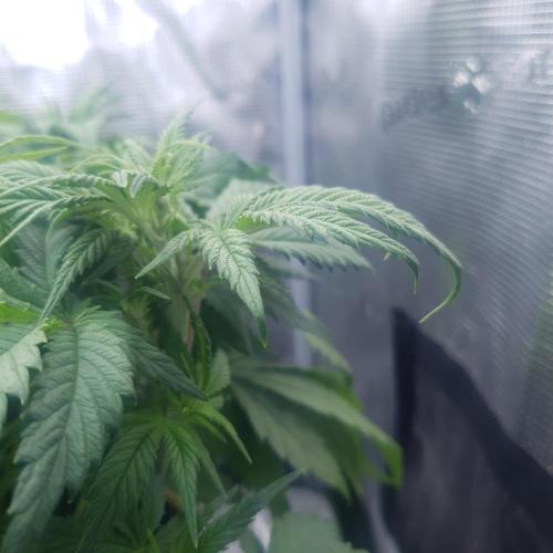 Blueberry Auto #2. Week 5 - Day 34, Nitrogen deficiency?