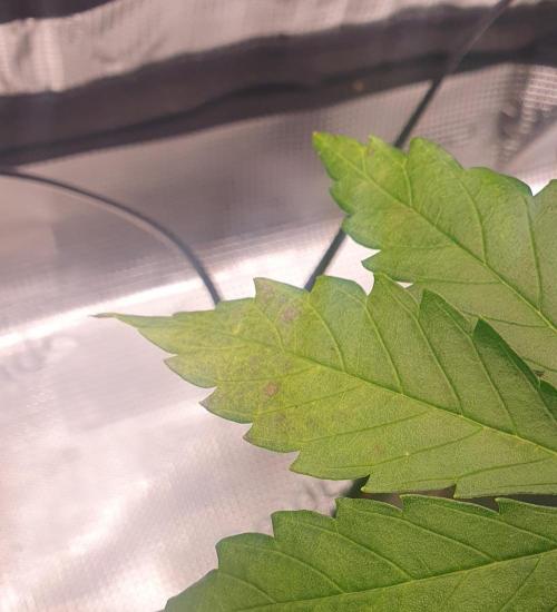 Blueberry Auto #2. Week 5 - Day 34, Cal defincy