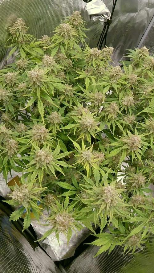 Tropicana Cookies Auto #1