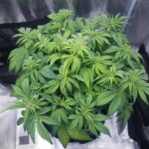Blueberry Auto #2. Week 6 - Day 36