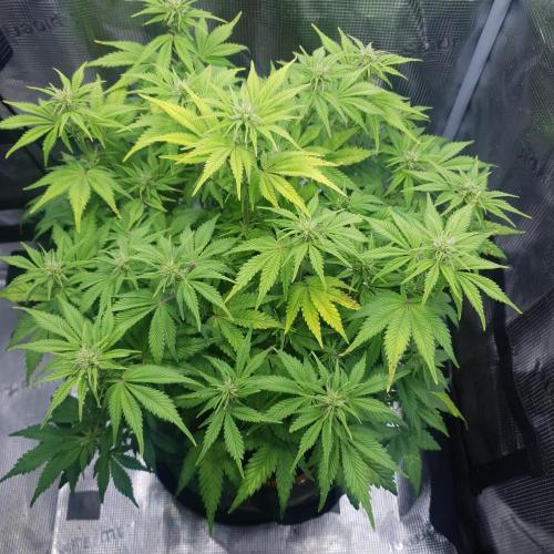 Blueberry Auto. Week 7