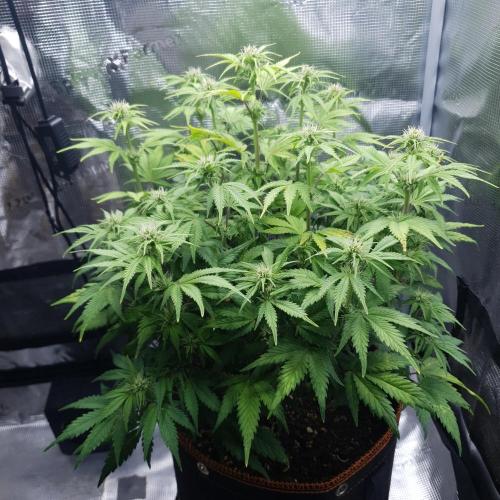 Blueberry Auto. Week 7