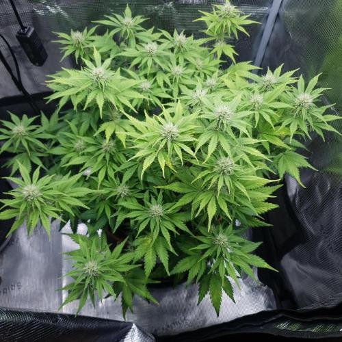 Blueberry Auto #2. Week 8 - Day 51