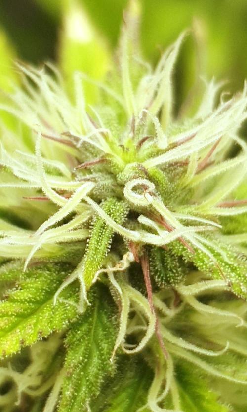 Blueberry Auto #2. Week 9 - Day 58