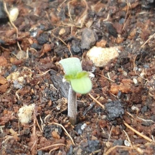 Orange Sherbet Auto #3. Week 1 - Day 1