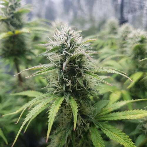 Blueberry Auto #2. Week 9 - Day 62