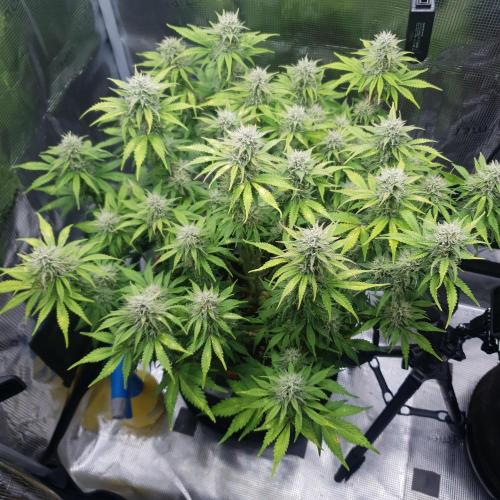 Blueberry Auto #2. Week 9 - Day 62