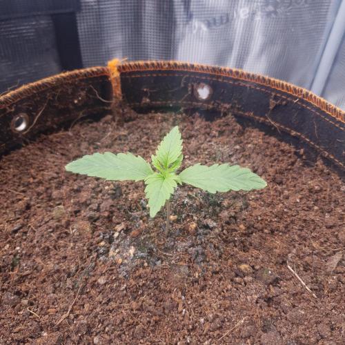 Orange Sherbet Auto. Week 3