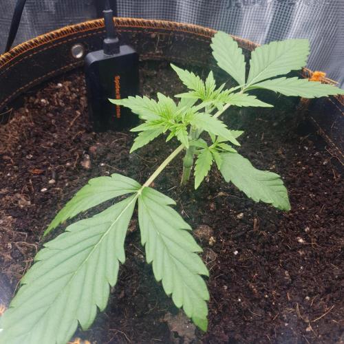 Orange Sherbet Auto #3. Week 3 - Day 17