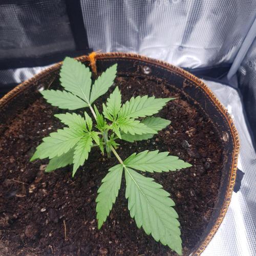 Orange Sherbet Auto #3. Week 3 - Day 15
