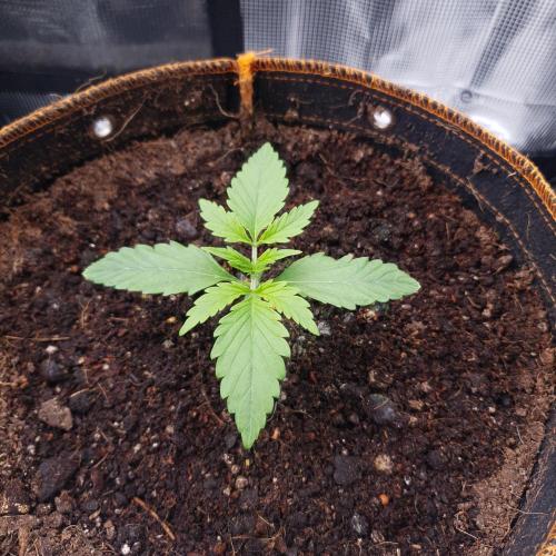 Orange Sherbet Auto #3. Week 2 - Day 12