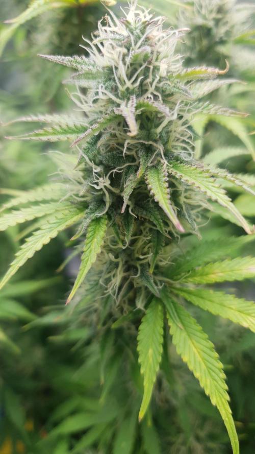 Blueberry Auto #2. Week 10 - Day 64