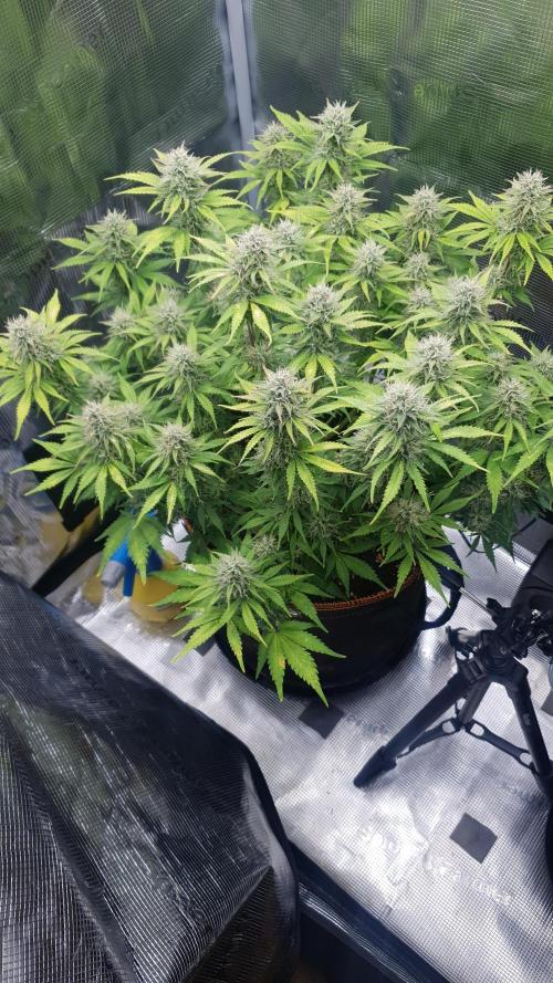 Blueberry Auto #2. Week 10 - Day 64