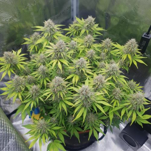 Blueberry Auto. Week 11