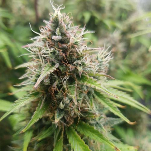 Blueberry Auto. Week 12