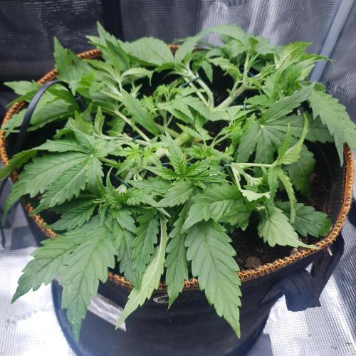 Orange Sherbet Auto #3. Week 4 - Day 24